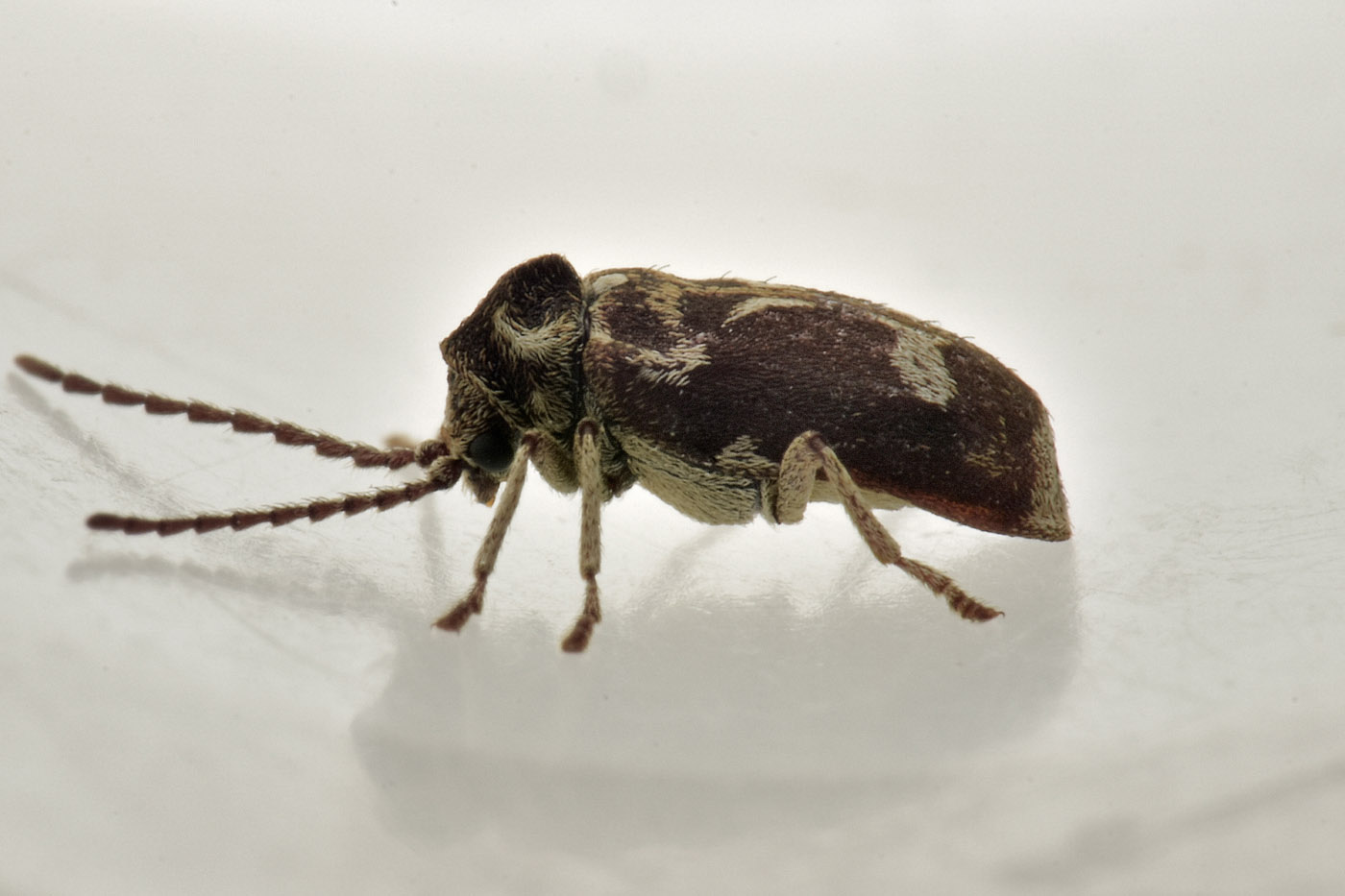 Anobiidae: Ptinomorphus imperialis? S.